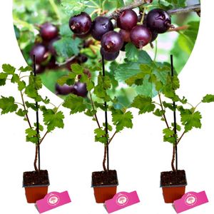 Set mit 3 Jostabeeren – Ribes × nidigrolaria 'Jostaberry' – Schwarze Johannisbeerpflanze – Höhe 30 cm – 9 cm Topf