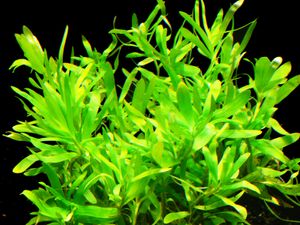 1 Bund Seegrasblättriges Trugkölbchen (Heteranthera zosterifolia)