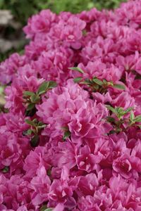 Japanische Azalee 'Petticoat'® Rhododendron obt.'Petticoat'  -R- C 2 20-  25