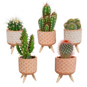 Kaktus-Mix | Cactus Mix Pro 5 Stück - Raumflansche ⌀5,5 - ↕10 cm