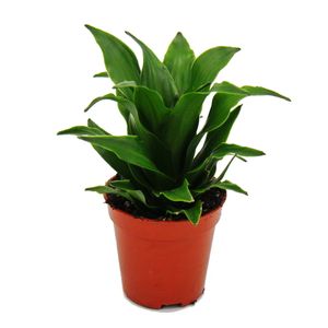 Mini-Pflanze - Dracaena compacta - Drachenbaum - Ideal für kleine Schalen und Gläser - Baby-Plant im 5,5cm Topf