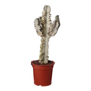 Kaktus – Weihnachtsstern (Euphorbia Ingens Marmorata) – Höhe: 70 cm – von Botanicly