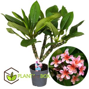 Plant in a Box - Plumeria Hawaiian - Frangipani - Topf 17cm - Höhe 55-70cm - Blühende Zimmerpflanze - Tropische Pflanze