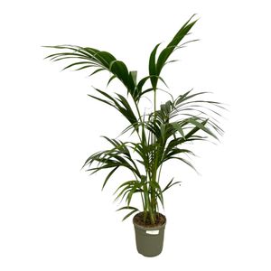 Kentiapalme – Kentia Palm (Kentia Palm) – Höhe: 130 cm – von Botanicly