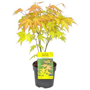 Acer palmatum \'Orange Dream\' - Japanischer Ahorn - Strauch - Winterhart - ⌀10,5 cm - ↕25-30 cm