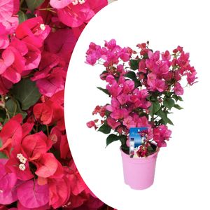 Plant in a Box - Bougainvillea - Bougainvillea on rack - Rosa Blüten - Kletterpflanze - Gartenpflanze - Topf 17cm - Höhe 50-60cm