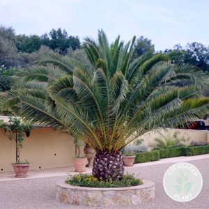 Phoenix Canariensis – Dattelpalme – Palme – Immergrün – ⌀21 cm – ↕100-110 cm
