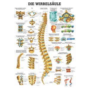Wirbelsäule Mini-Poster Anatomie 34x24 cm medizinische Lehrmittel