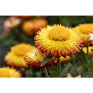 Strohblume 'SUNBRELLA™ Orange' - Bracteantha, orange, im Topf 13 cm - 13 cm