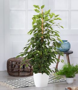 BALDUR-Garten Ficus benjamina "Danielle" ca. 80-90 cm hoch, 1 Pflanze, Luftreinigende Zimmerpflanze, unterstützt das Raumklima, Birkenfeige, winterhart, Grünpflanze, mehrjährig - frostfrei halten