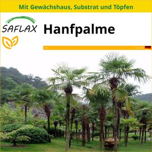 SAFLAX Anzucht Set - Hanfpalme - Chamaerops excelsa - 10 Samen - Mit Mini-Gewächshaus, Anzuchtsubstrat und 2 Töpfen