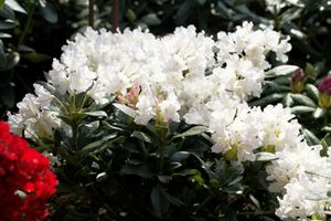 Rhododendron 'Cunningham's White' Rhododendron PG 1 'Cunninghams White' 5L 40-