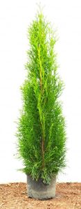 Thuja occidentalis 'Smaragd' 60-80cm Lebensbaum, winterhart, Heckenpflanze C2