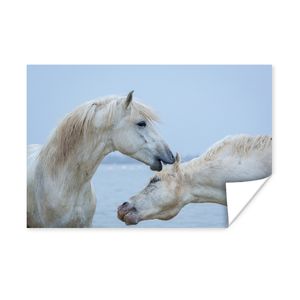 MuchoWow® Poster Pferd flüstert einem anderen Pferd in der Camargue etwas zu 60x40 cm - Schlafzimmerdekoration