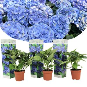 Plant in a Box - Hydrangea macrophylla Blau - 3er Set - Blaue Hortensien - Topf 9cm - Höhe 25-40cm