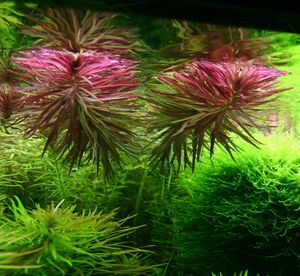 Aromatischer Sumpffreund / Limnophila aromatica - aromaticoides