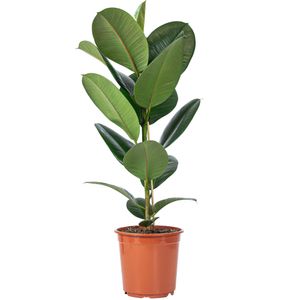 Gummibaum - pflegeleichte Zimmerpflanze, Ficus elastica 'Robusta' - Höhe ca. 70 cm, Topf-Ø 21 cm