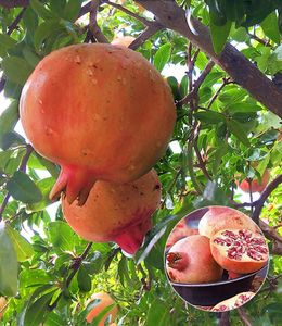 BALDUR-Garten Granatapfel, 1 Pflanze, Punica granatum Granatapfelbaum winterhart bis -15°C, trockenresistent,  essbare Früchte | Das Fruchtfleisch ist ungiftig , blühend