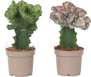 Cowboy-Kaktus - 2 Stk - Euphorbia 'Lactea' - Höhe 25-30cm - ⌀12cm