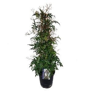 Plant in a Box - Jasminum polyanthum - Jasminpflanze Pyramid - Garten Kletterpflanz immergrün - Topf 17cm - Höhe 60-70cm