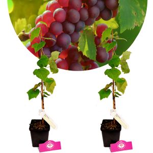 Set mit 2 Trauben – Vitis vinifera „Vanessa“ – Höhe 50 cm – 11 cm Topf