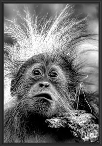 Lustiger Baby Orang-Utan mit Rinde, Monochrome im Schattenfugen Bilderrahmen / Format: 100x70 im Schattenfugen-Bilderrahmen / Kunstdruck auf hochwertigem Galeriekarton / hochwertige Leinwandbild Alternative