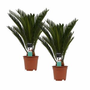 Zelenina - 2 × Japonská sagová palma - Výška: 55 cm