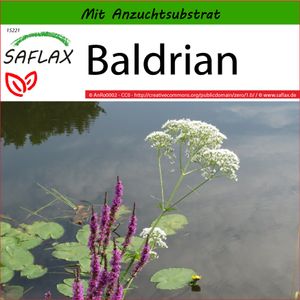 SAFLAX - Heilpflanzen - Baldrian - 200 Samen - Mit keimfreiem Anzuchtsubstrat - Valeriana officinalis