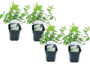 Hydrangea hortensie paniculata 'Grandiflora' - 4er-Set - ⌀17cm - Höhe 30cm