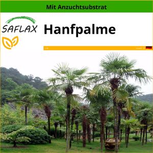 SAFLAX - Hanfpalme - Chamaerops excelsa - 10 Samen - Mit keimfreiem Anzuchtsubstrat