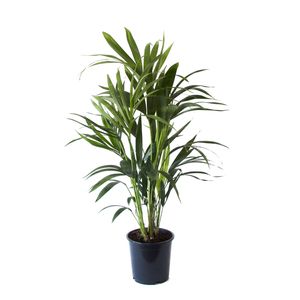 Kentiapalme – Kentia Palm (Kentia Palm) mit Übertopf – Höhe: 90 cm – von Botanicly