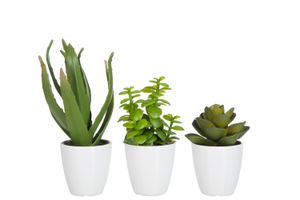 Tuk Rastlina/Aloe Vera/Lotos+Pot Zelený Malý 3 Rôzne