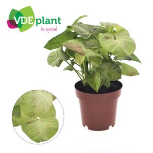 Grünpflanze – Pfeilpflanze (Syngonium Podophyllum Milk Confetti) – Höhe: 20 cm – von Botanicly