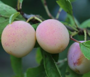 Dehner Mirabelle Nancy, ertragreiche Selbstbefruchter-Sorte, aromatisch-süße Früchte, 150-200 cm, 9.5 l Topf, Obstbaum