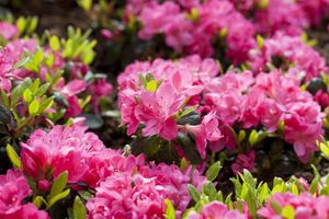 Rhododendron obtusum 'Canzonetta', Azalee, rosa, 10–15 cm
