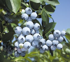 Dehner Heidelbeere Pünktchen, große hellblaue Früchte, ca. 55-65 cm, 3 l Topf, Beerenstrauch
