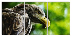Mächtiger Adler Nahaufnahme, XXL Leinwandbild in Übergröße 240x120cm Gesamtmaß 3 teilig / Wandbild / Kunstdruck