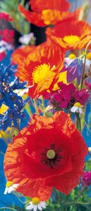 Red Poppies - Papier  Fototapete (1-teilig, 86 x 200 cm), inklusive Anleitung