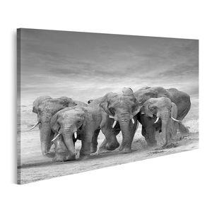 Elefant Bilder