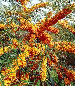 BALDUR-Garten Sanddorn Busch 'Orange Energy®' Paar, 2 Pflanzen Hippophae rhamnoides, winterhart, pflegeleicht, Wasserbedarf gering, für Standort in der Sonne geeignet