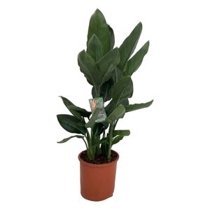 Trendyplants - Strelitzia Reginae - Paradiesvogelblume - Zimmerpflanze - Höhe 90-110 cm - Topfgröße Ø19cm