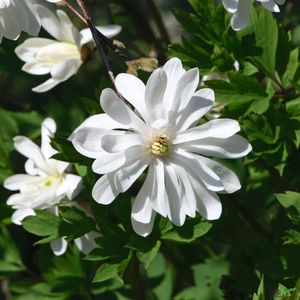 Magnolia stellata Sternmagnolie wunderschöne Magnolie weiß Magnolienbaum 40-60cm, Größe:60-80 cm