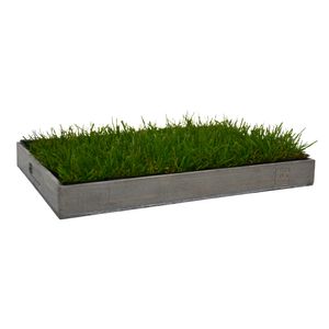 UNUS® Katzengras inklusive Holztablett 40x30cm Grau fertig gewachsen echtes Gras
