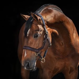 Horseware Rambo Micklem Headcollar - Brown, Größe:Warmblut (L)