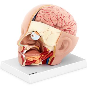 anatomie lebky physa - lze rozložit na 4 části - původní velikost