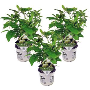 Hydrangea hortensie 'Starke Annabelle' - 3er Set - ⌀19cm - Höhe 30-40cm