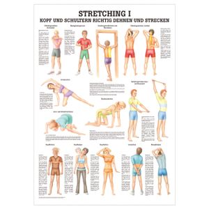 Stretching I Mini-Poster Anatomie 34x24 cm medizinische Lehrmittel