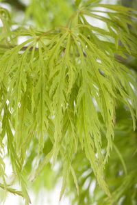 Acer palmatum 'Dissectum' Japanischer Fächerahorn 30-40cm Herbstfärbung