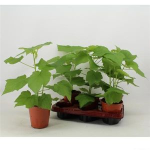 Zimmerlinde 40 cm - Sparmannia africana - Zimmerpflanze - Grünpflanze - Luftreinigung