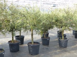 Olivenbaum 15 Jahre Olive "Angebot" 150 - 170 cm, beste Qualität, winterhart, Olea Europaea